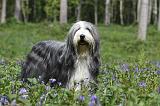 BEARDED COLLIE 224